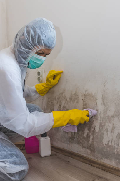 Best Post-Construction Mold Inspection  in Hoover, AL
